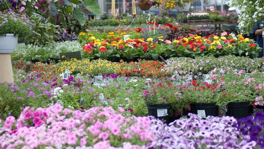 Best Wholesale Plant Nursery in Kadiyam for Bulk Plant Supply