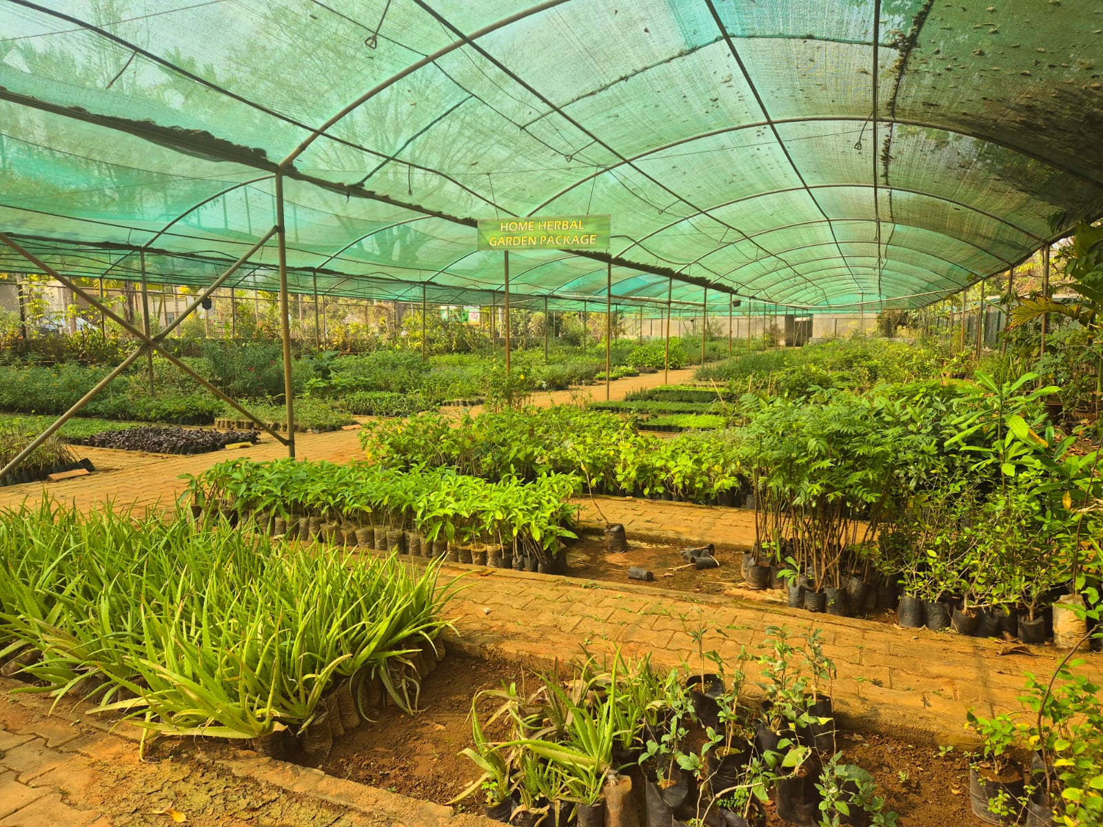 Why Kadiyam is Famous as India's Largest Plant Nursery Hub