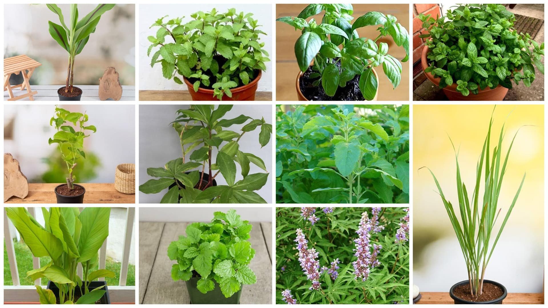 Medicinal Plants and Their Benefits for Modern Gardens