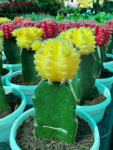 How to Care for Colorful Moon Cactus: 5 Easy Tips for Beginners