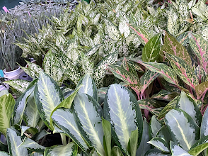 How to Care for Aglaonema and Dieffenbachia: Best Indoor Foliage Plants